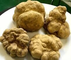 Tartufo fresco bianco di Alba